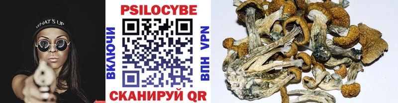 Галлюциногенные грибы Psilocybine cubensis  Абакан 